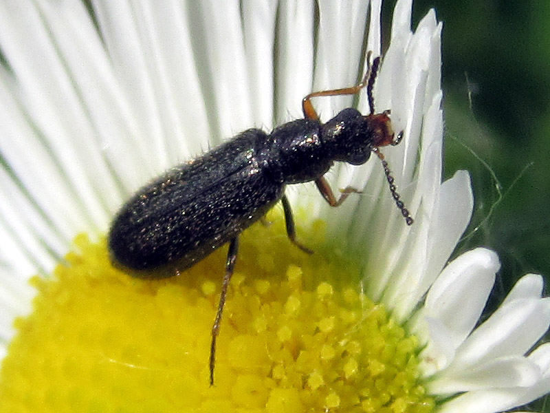 Dasytidae